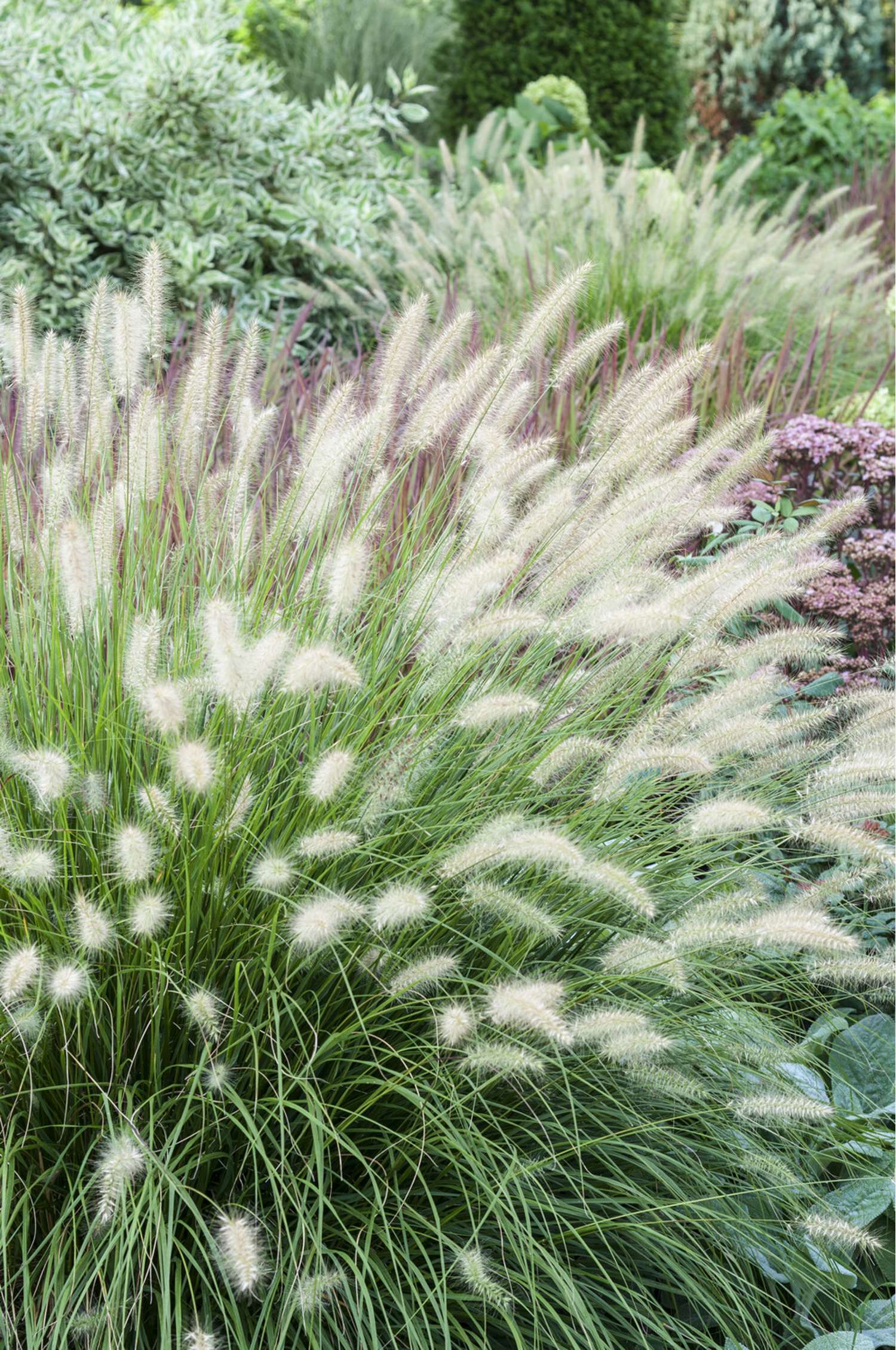Lampepudsergræs 'Hameln' (Pennisetum alopecuroides)